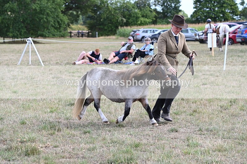 WJ6_6975 - Class 21 Shetland & Mini Horses