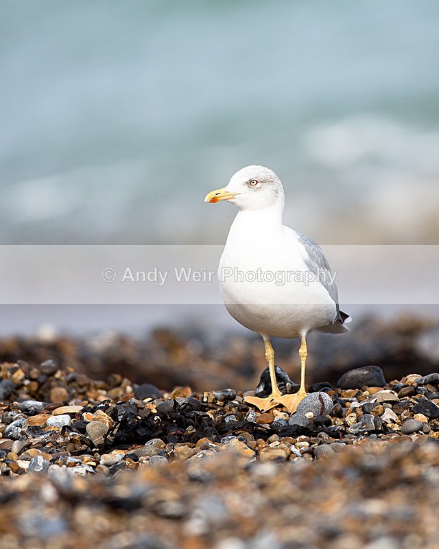 20140929-3K8A5814 - Yellow-legged Gull
