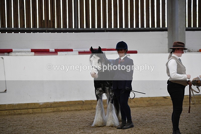 WJ5_5081 - Class 7 In hand coloured / odd coloured