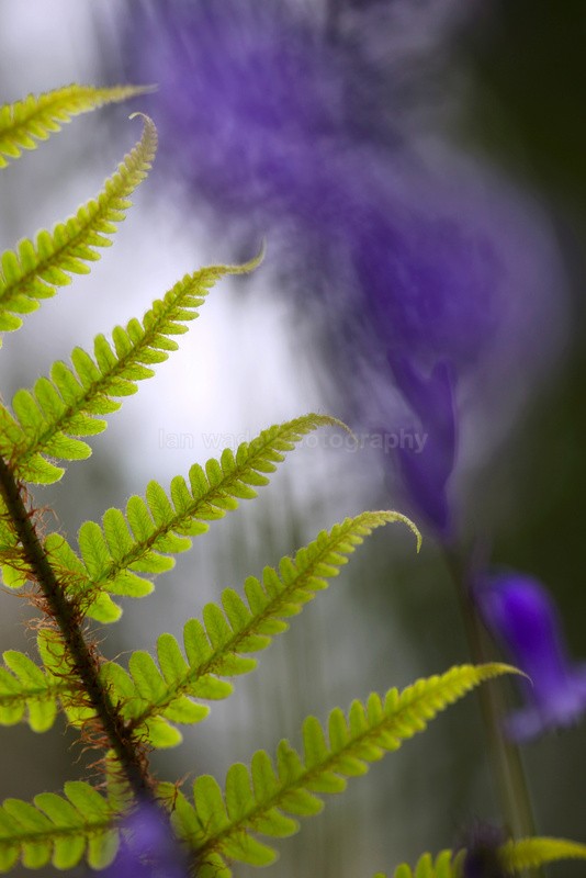  - Woodland scenes & flowers