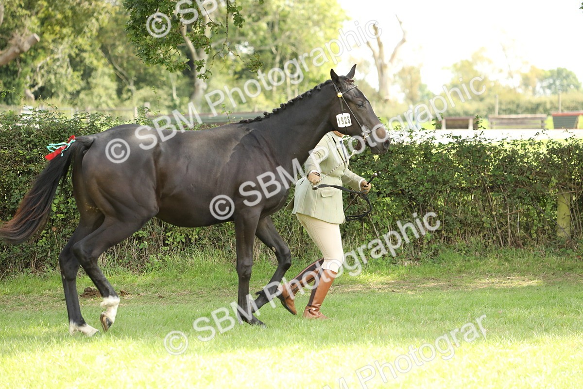 SBM_65606 - S48 - Show Pony & Show Hunter Pony In Hand