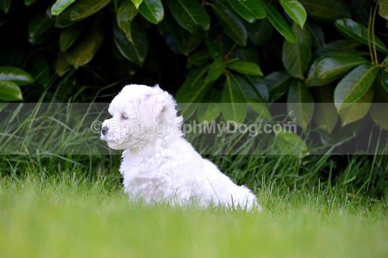  - Bichon Frises