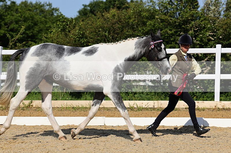 1X9A0822 - Class 4: Youngstock 1, 2, 3 year old to exceed 153cm