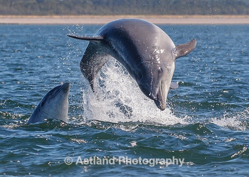 Astland Photography, Bird and Wildlife Images, Susan and Peter Wilson, U.K.