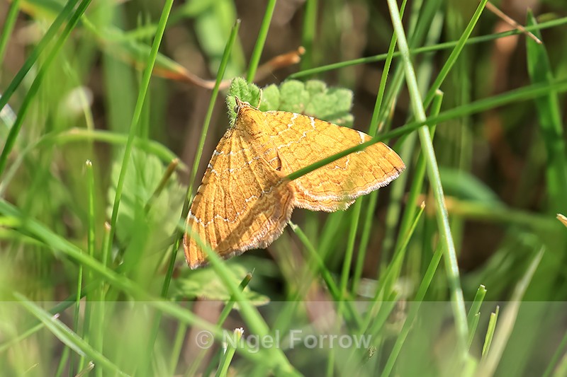 Yellow Shell, Yorkshire Wolds Way, near Huggate - INSECTS