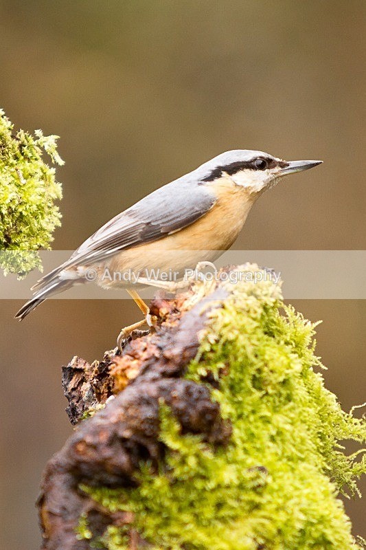 20120218-_MG_8727 - Nuthatch & Treecreepers
