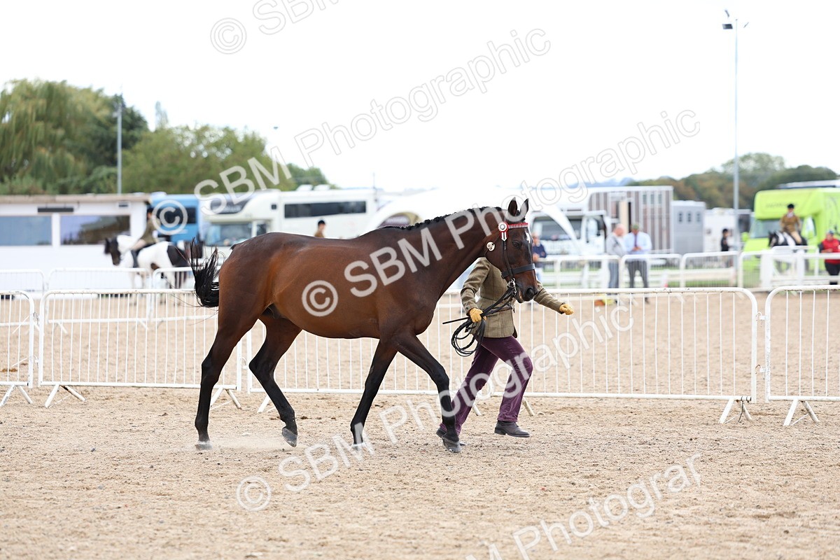 SBM_15257 - Class 313 - IH Retired Racehorse