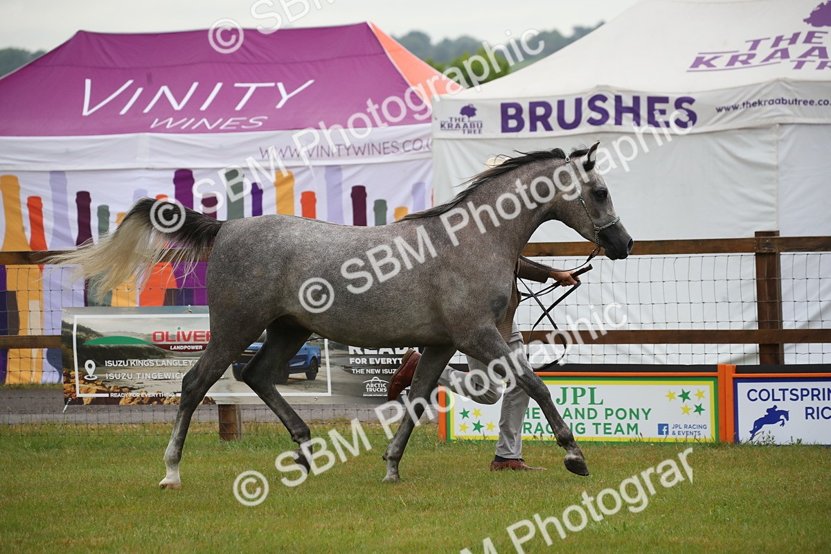 SBM_00009 - Class 17-20 - Arab & Part Bred - Anglo Arab In Hand