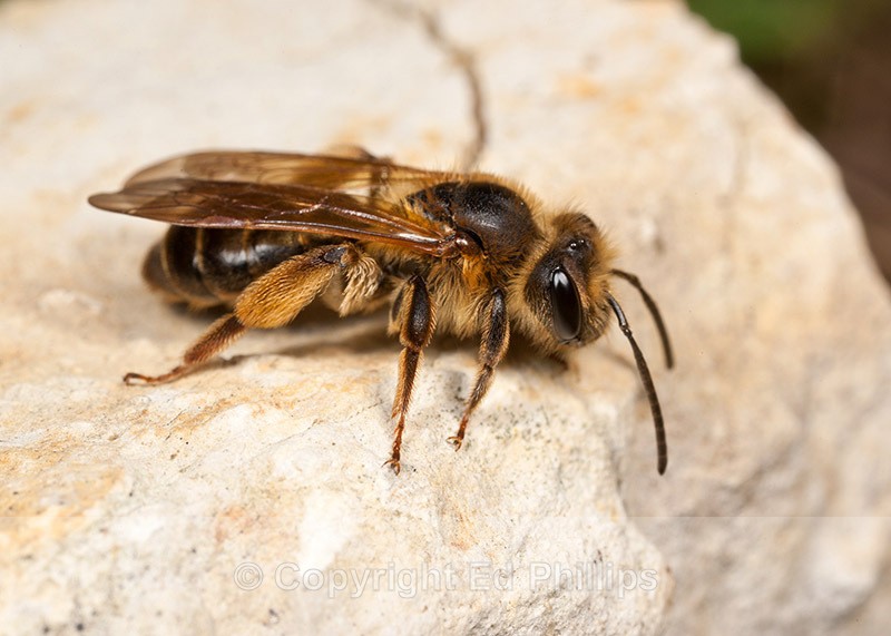 Andrena bucephala (f) - Andrena bucephala