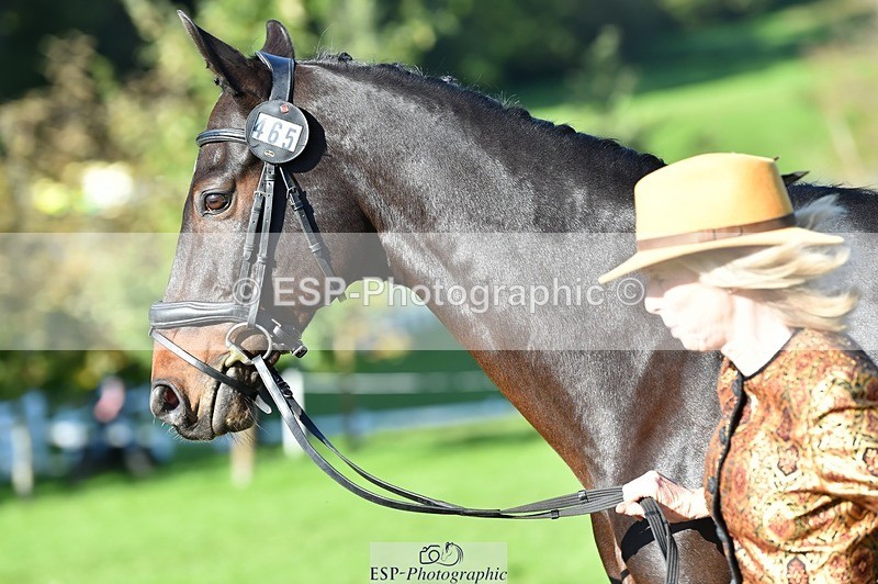 231022-111024-23779 - 465-LANGALLER.ALPHA.BRAVO-Cheryl.Beer-TrotUp+SJ