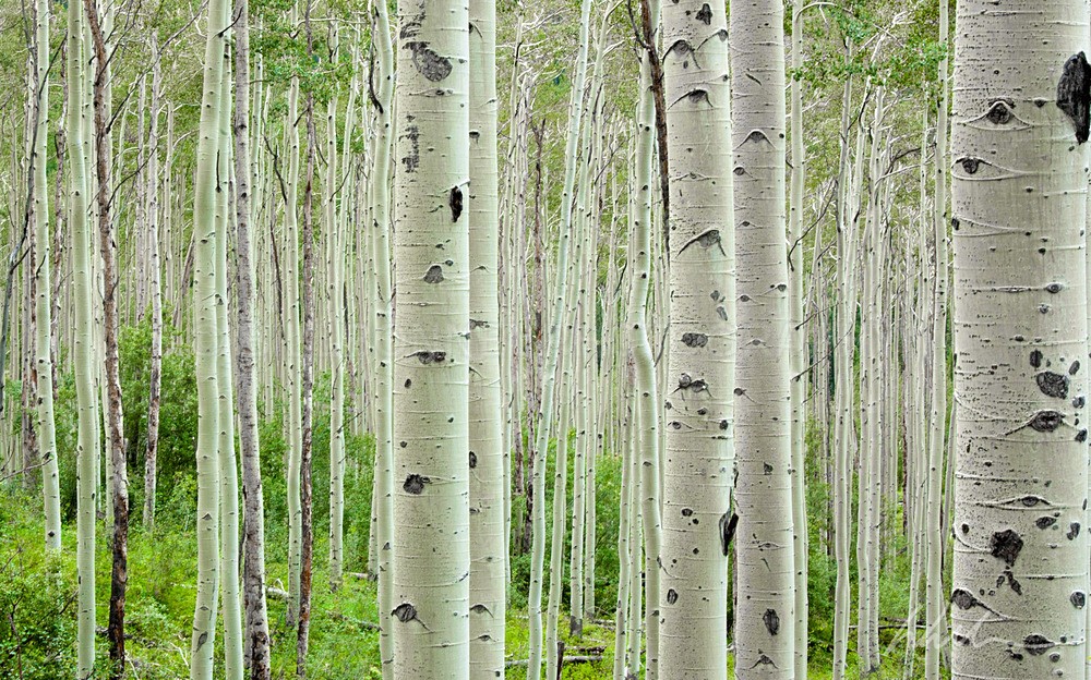 DSC_0024 - Trees