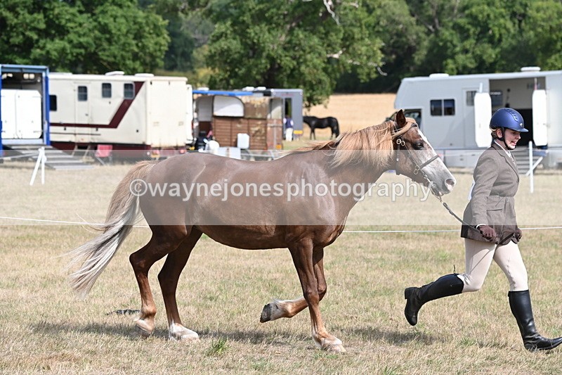WJ6_6443 - Class 20 In-hand Cob