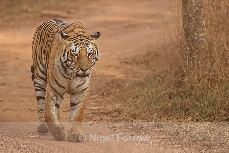 Tigress on trail early morning, Panna, Madhya Pradesh, India - Tiger