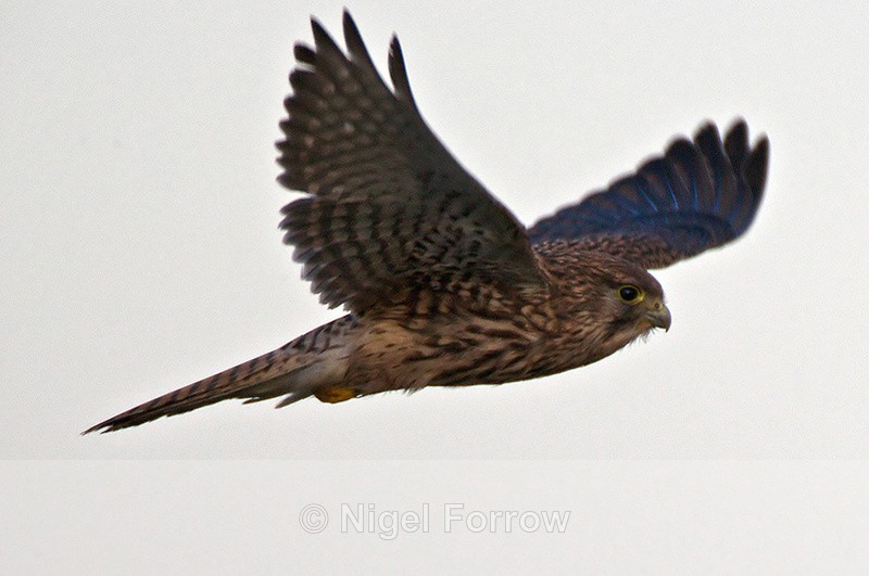 Kestrel (female) fly-past at Otmoor - Kestrel