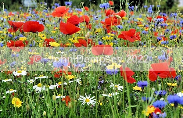 Junes Wildflowers 2 - 365