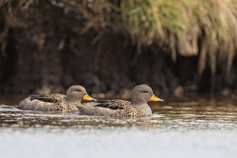 Pair of Yellow-billed Teals, Sea Lion Island, Falklands - Yellow-billed Teal
