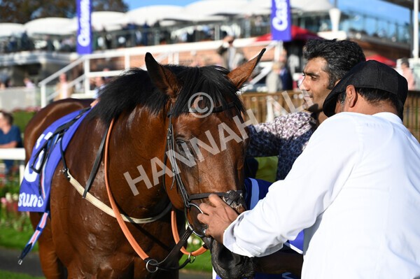 yr08102021r4-33 - Race 4 3.50pm Casumo Dare To be Different Handicap