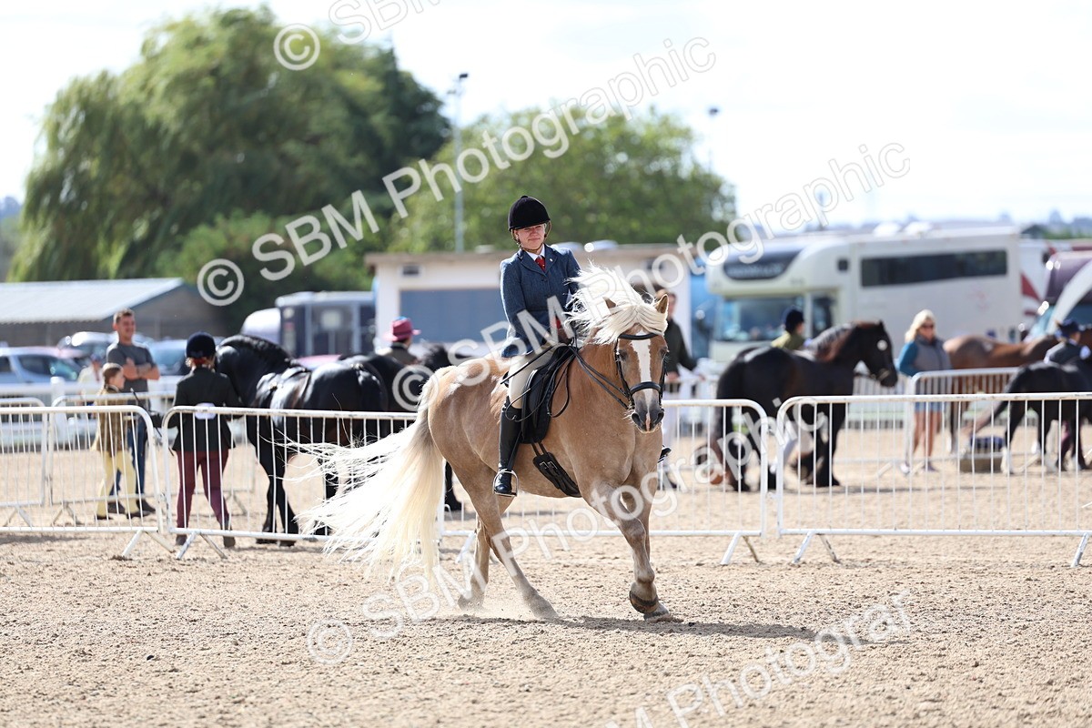 SBM_10792 - Class 305 - Ridden Foreign Breeds - Pure Bred