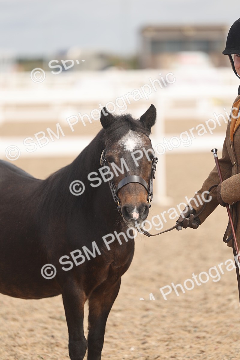 SBM_04558 - Class 19 - Horse/Pony Judge would most like to take home