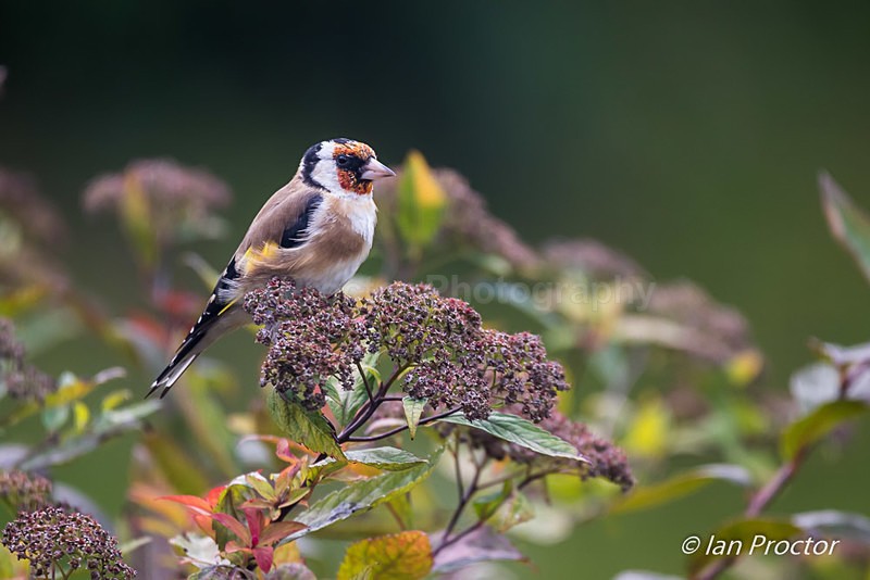 Goldfinch (Carduelis carduelis)  on shrub - Nature