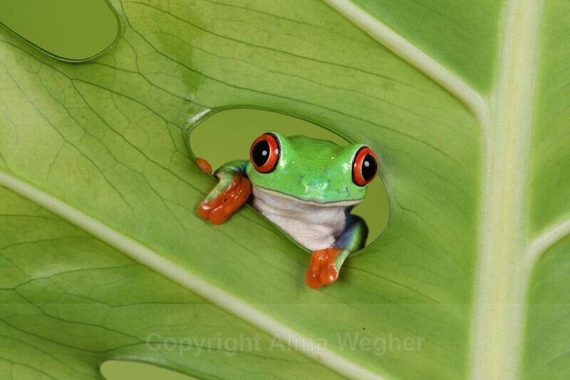 Red Eyed Tree Frog in Egg Plant Leaf - Red Eyed Tree Frog