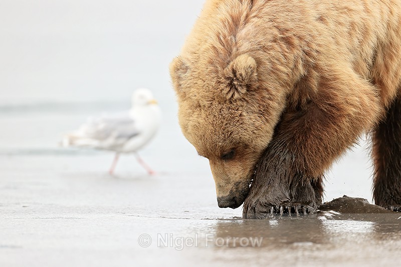 Brown Bear & Glaucous-winged Gull, Silver Salmon Creek, Alaska - Brown Bear