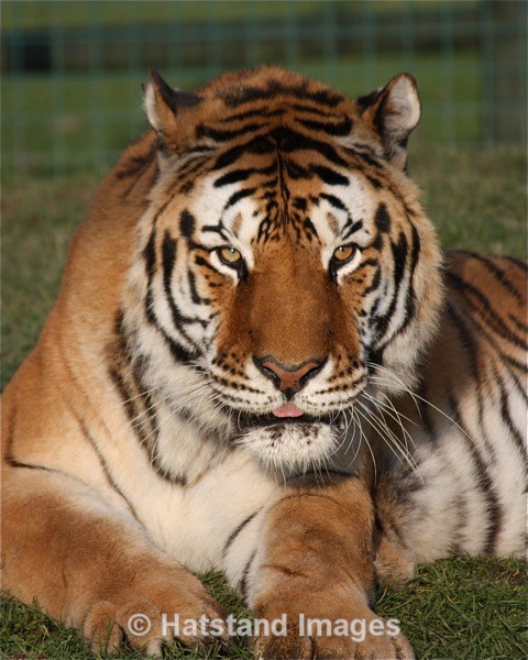 Tiger - nature