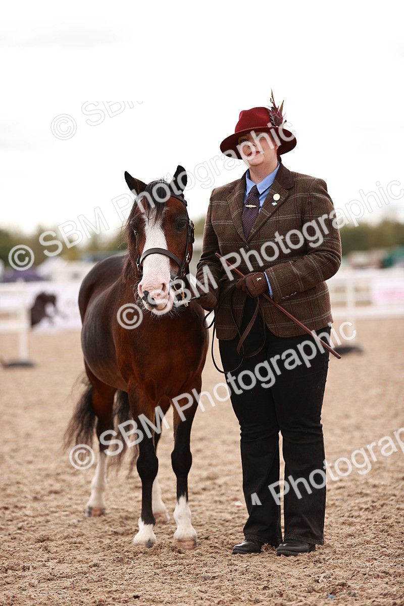 SBM_16237 - Class412 - Handsome Gelding (IH  or Ridden) Adult