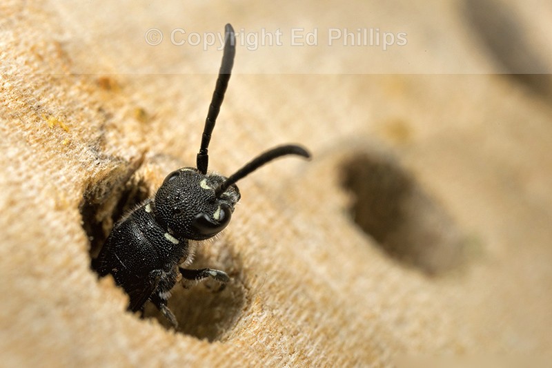 Sapyga quinquepunctata (f)