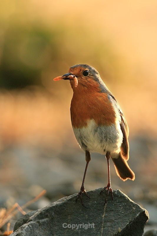  - Birds