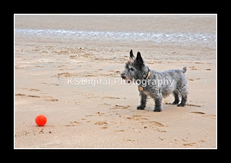  - Dogs