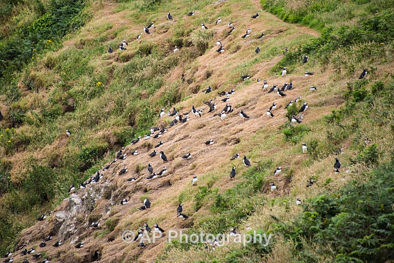 ACP_9764-1 - Puffins on Skomer Island