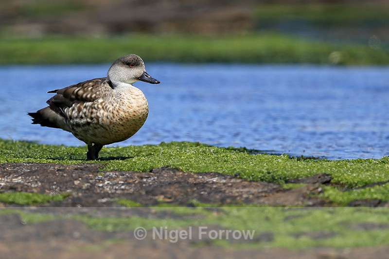 Crested Duck, Carcass Island, Falklands - Crested Duck