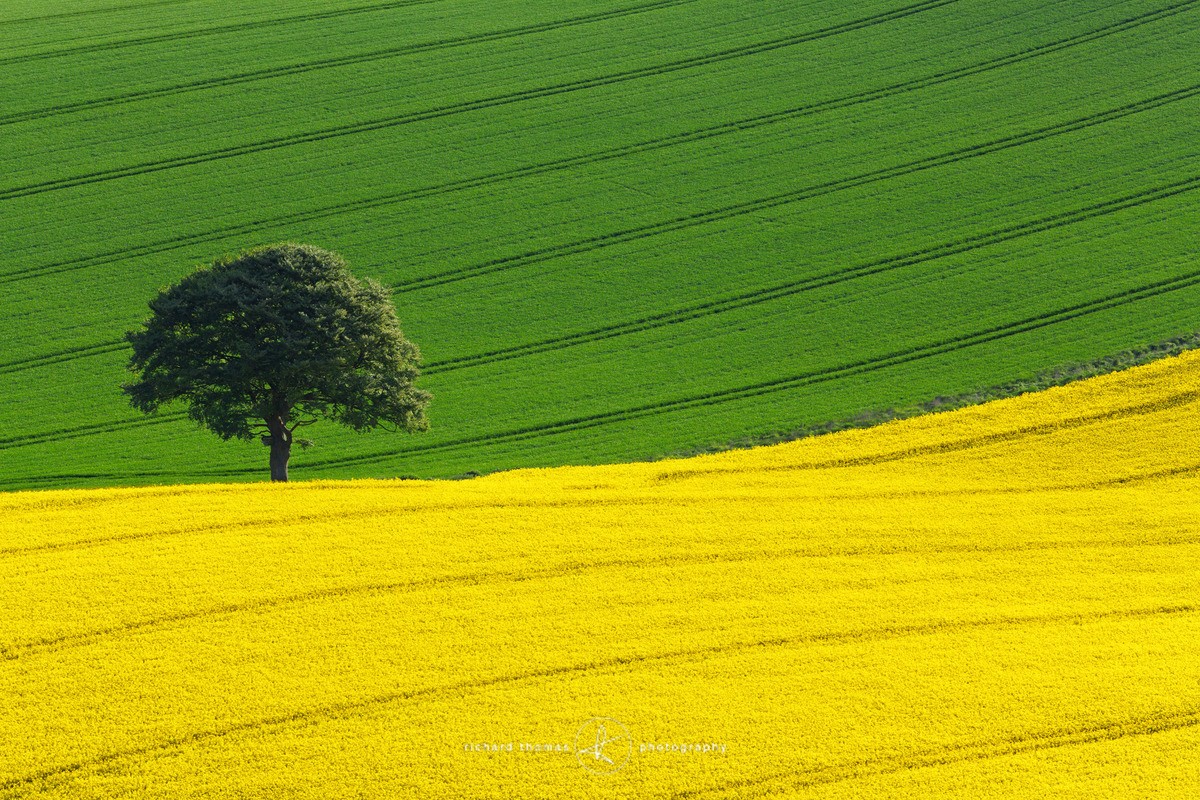 50:50 - One2Tree