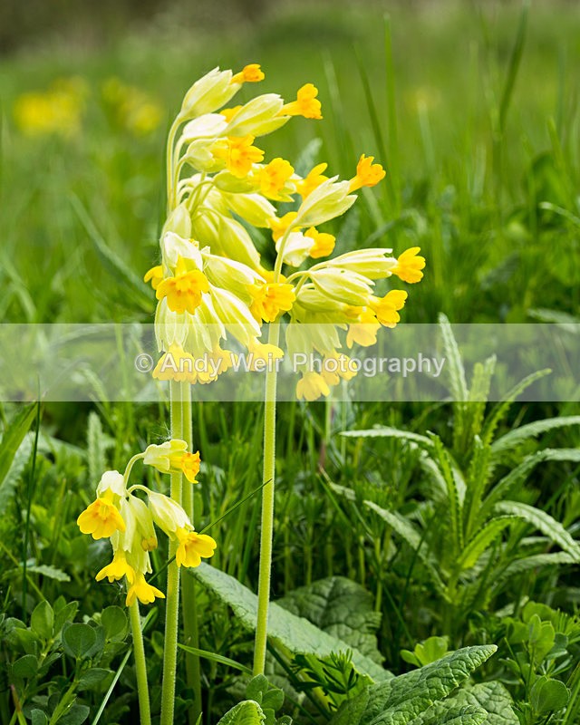 20140503-3K8A0708 - Plants and Flowers