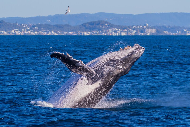 Humpback Breach Tweed Heads 1. 0A3A8482 - 2025 Whales