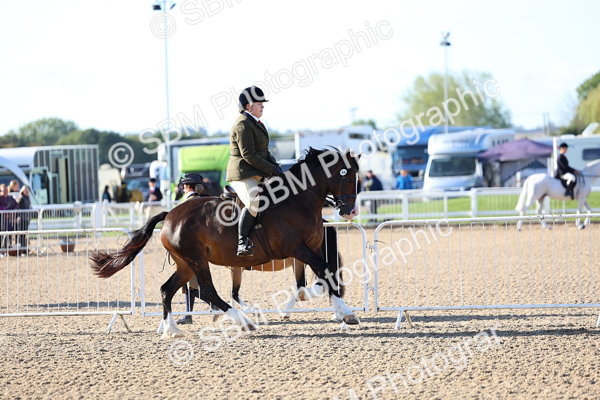SBM_08760 - Class 302 - Ridden M&M - Large Breeds
