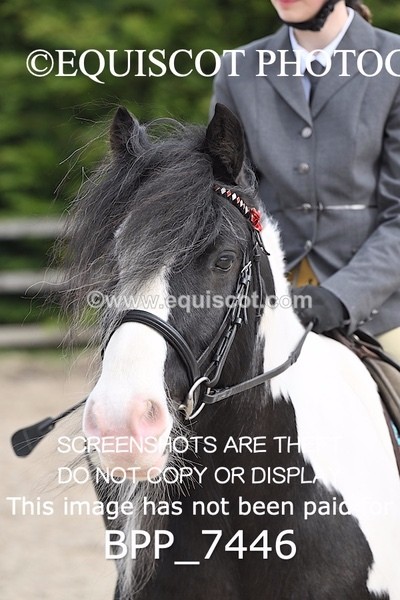 BPP_7446 - RING 1  (RIDDEN HORSES / IN HAND / VETERAN ETC)
