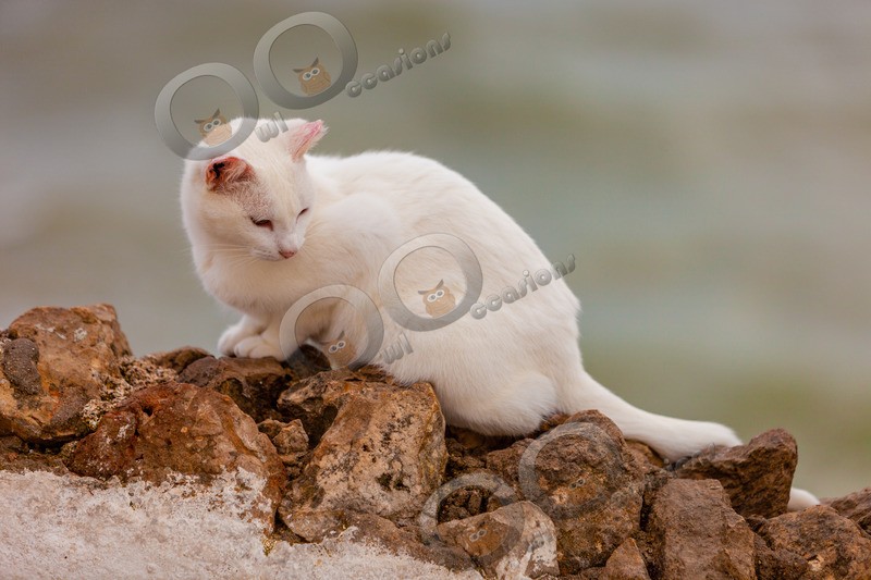 Cat domestic-5414 - Pet Photography