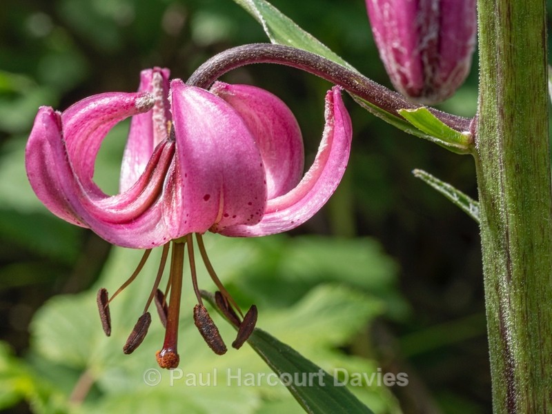Martagon lily[ or Turk's cap lily (Lilium martagon)   - Wild Flowers