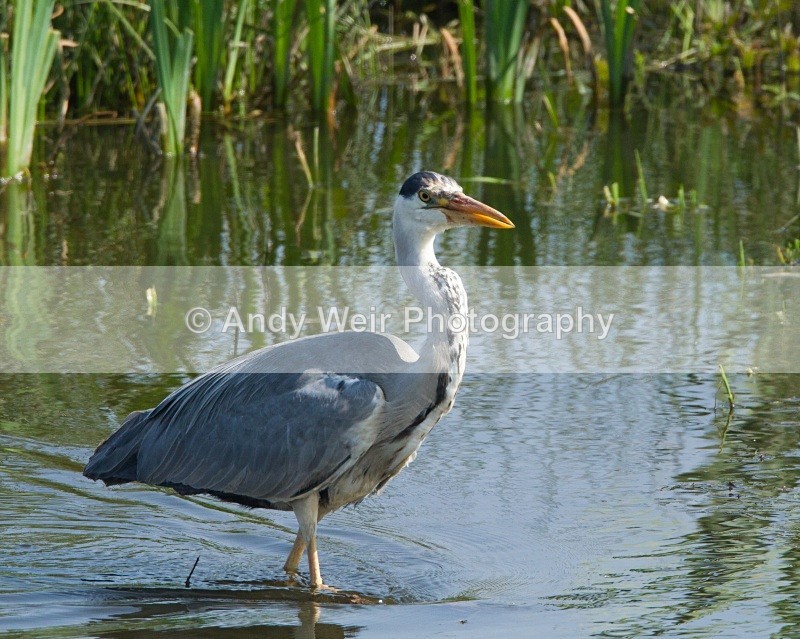 20110422-IMG_4684 - Grey Heron