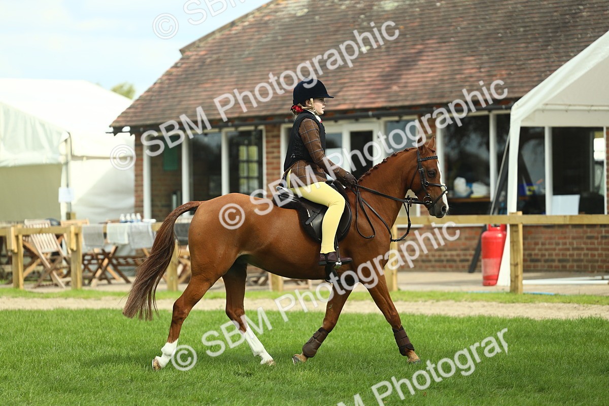 SBM_44629 - S31 - Working Hunter Pony