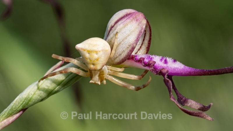 Adriatic izard orchid (Himantoglossum adriaticum) with crab spider (Thomisus onustus) - Wild Orchids - 1