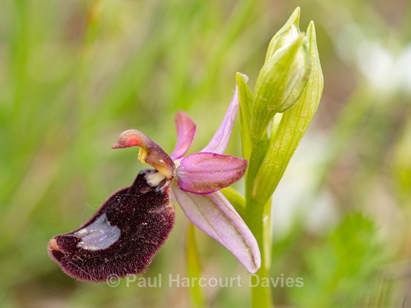 Bertoloni's Ophrys (Ophrys bertolonii - Gargano - Wild Orchids