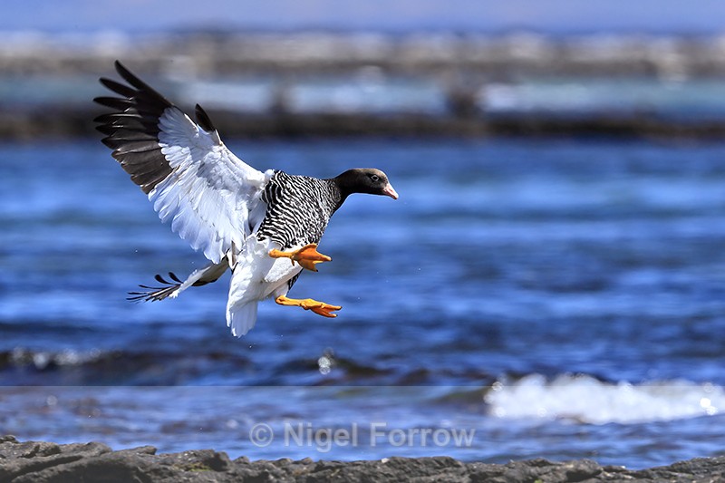 Kelp Goose (female) manoeuvring to land, Carcass Island, Falklands - Kelp Goose