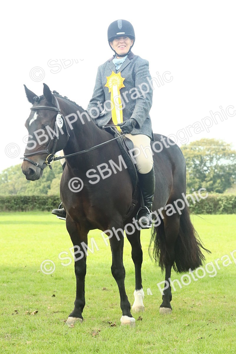 SBM_66798 - S34 - Rehabilitated Rescue Horse & Pony In Hand & Ridden