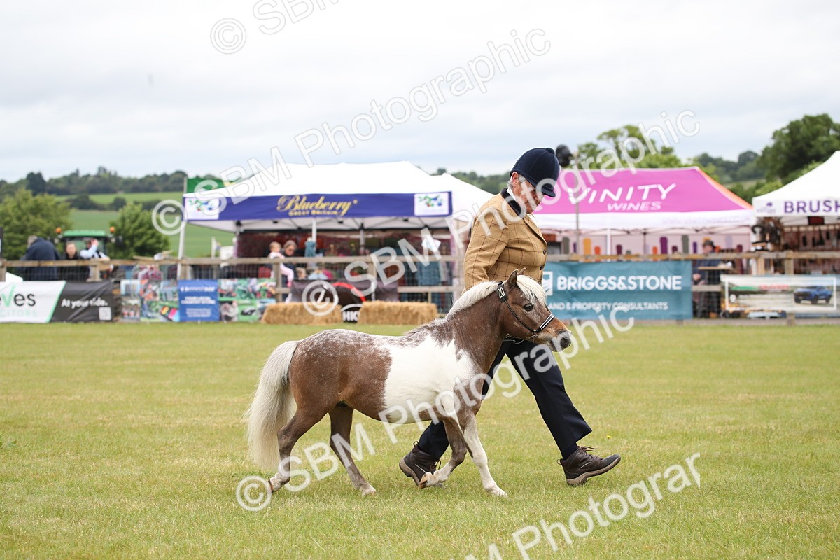 SBM_03800 - Class 23-25 - British Miniature Horse of the Year