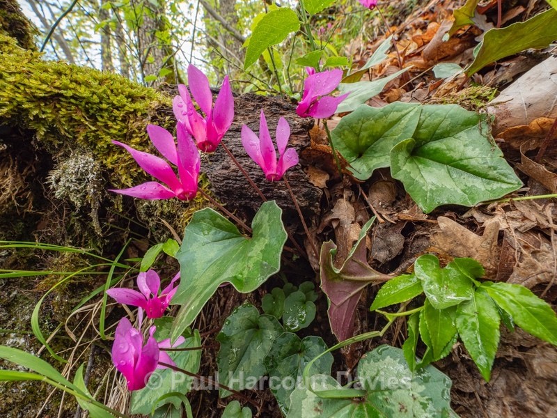 Spring Cyclamen (Cyclamen repandum) - Wild Flowers - 1