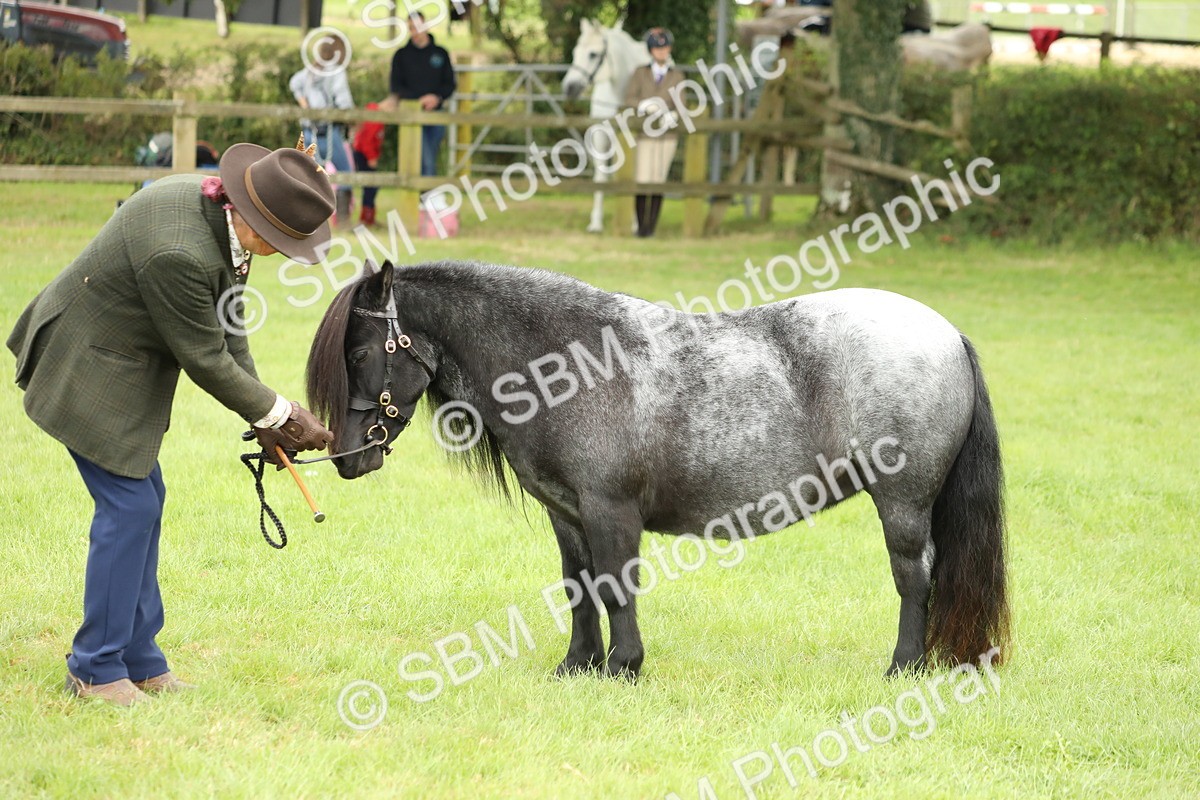 SBM_62784 - S46 - Mountain & Moorland In Hand Small Breeds