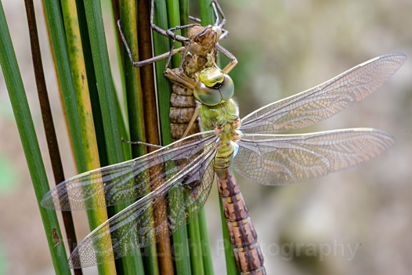 Teneral Female Emperor - Dragonflies & Damselflies